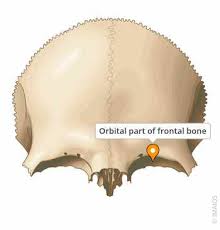 Image result for Frontal Bone