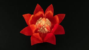 Red Capsicum Lotus Beginner S Lesson 10 By Mutita Art Of Fruit Vegetable Carving Vegetable Carving Fruit Carving Fruit And Vegetable Carving
