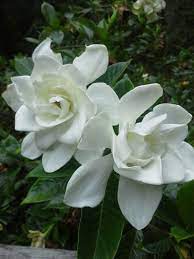 Makes Me Think Of My Mom Flower Show Beautiful Flowers Charming Garden