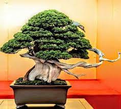 Spectacular Juniper Bonsai Photo Found At Jiang Wen Do You Think The Pot Is Too Big Bonsai Bonsai Tree Bonsai Art Bonsai Tree Tattoos