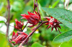 Tatsächlich brilliert die auch als ritterstern bekannte pflanze mit einer spektakulären einzelblüte, die in ihrer größe kaum zu übertreffen ist. Gut Duftpflanzen Bluhende Duftende Pflanzen Wintergarten Wohnung Tee Hibiskus Ebay