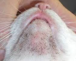 It may be itchy and cause your cat to. What Can I Do About The Black Dots On My Cat S Chin Pets Stack Exchange