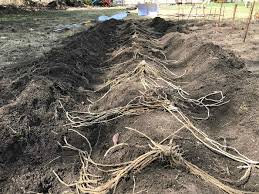 Save more with subscribe & save. My Coastal Maine Garden The Giant Compost Heap Dividing Rhubarb Planting Seeds And More One Hundred Dollars A Month