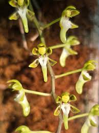 Image result for Psychotria sublyrata