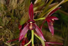 Image result for Cynorkis brevicalcar