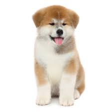 Petland bradenton in florida has variety of dogs and puppies for sale, including english bulldog, german shepherd, pomeranian, yorkie and many more. Breeds Petland Texas