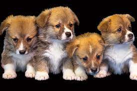 Pet foods, we believe it's up to us to do right by dog, no matter the cost. Where To Shop For Pet Food And Supplies Online In The Uae Time In Time Out Dubai