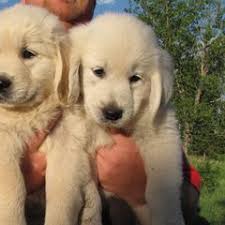 25 cute Golden Retriever puppies for sale in Bismarck, North Dakota