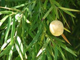 Image result for Afrocarpus