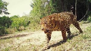 We did not find results for: Las Millonarias Cifras Del Trafico De Jaguares En Asia Tecnologia El Comercio Peru