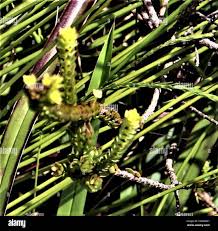 Image result for Gnidia involucrata