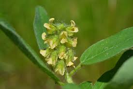 Image result for Crotalaria anthyllopsis