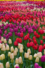 Maybe you would like to learn more about one of these? Tulips Park In Holland Kekenhof Official Color Park Kekenhof Keukenhof In Holland