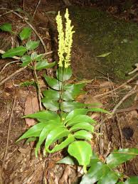 Image result for Anemiaceae