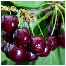 Van' Cherry Tree 4-5ft in a 6L Pot, Large, Dark Red, Sweet & Juicy Cherries  - Beechwoodtrees