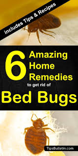 6 Home Remedies To Get Rid Of Bed Bugs Incl Recipes In 2020 Bed Bugs Rid Of Bed Bugs Bed Bug Remedies