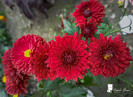 Image result for Chrysophyllum gorungosanum