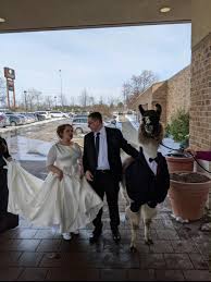 Clarissa ward is an american television journalist who is currently chief international correspondent for cnn. 5 Years Ago I Promised My Sister I Would Bring A Llama To Her Wedding Pics