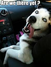Our female just had a litter and we are. 10 Husky Happiness Ideas Husky Cute Animals Puppies