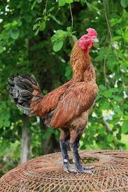 Coba saja kita melihat beberapa tahun belakang. Senilai 1 8 Miliar Cocoa Pama Kuda Lari Terbaik Dan Termahal Di Dunia Majalah Ayam
