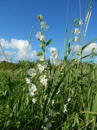 Image result for Silene burchellii