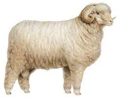 It is located on the outskirts of paris, 44.3 km (27.5 mi) southwest from the centre. Rambouillet Breed Of Sheep Britannica