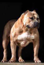 We produce the best xl american bully puppies in the world. Blue Pitbull For Sale Dallas Tx