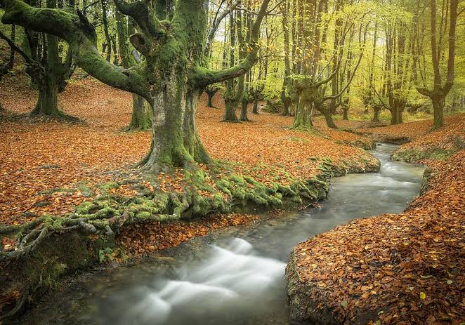 Ocho de los bosques españoles donde más lucen los colores del otoño