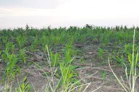 Image result for Bauhinia burrowsii