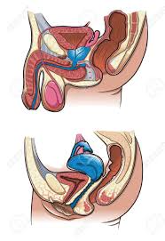 The stomach serves as a temporary receptacle for the storage and mechanical distribution of food before it is passed into the intestine. Diagram Of A Cross Section Of The Human Reproductive System Royalty Free Cliparts Vectors And Stock Illustration Image 6992907