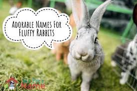 The list contains names for both male and female bunnies. Cute Bunny Names 500 Adorable Names For Fluffy Rabbits My Pet S Name