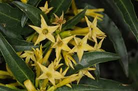 Image result for Cestrum parqui
