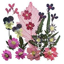 Free shipping on all metal cutting dies. Buy Silver J Pressed Flower 2 Packs Mixed Flowers Art Craft Card Making Materials In Cheap Price On Alibaba Com