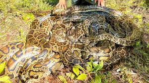 Giant ball of Burmese pythons having sex discovered in Florida Everglades  in record-breaking catch | Live Science