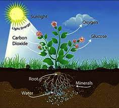 Biology Quiz Photosynthesis Study Guide Diagram Quizlet
