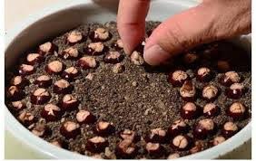 Siram media tanam kemudian demikianlah tata cara budidaya durian langsung menggunakan bijinya. Cara Semai Biji Kelengkeng Dari Biji Situsbunga Com 2021