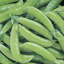 Pea seeds germinate slowly in cold soil, so you may want to cover the planting area with clear plastic to warm it up about a week before planting. Super Sugar Snap Pea Seeds Sweetest Pea Seed Park Seed
