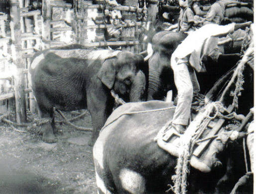 Kabini's History of Khedda Elephant Capture — Nature inFocus
