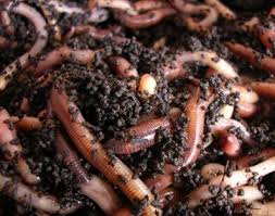 May 02, 2015 · • definition • vermicomposting is a simple biotechnological process of composting, in which certain species of earthworms are used to enhance the process of waste conversion and produce a better product. Tnau Agritech Portal Sustainable Agriculture