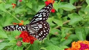 Masha and the bear dentist game. I Love Having My Birthday At Australia Zoo Corujado Music Room Pop Focus Piano Youtube