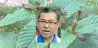 Menteri besar'ın gücü bir takım sınırlamalara tabidir. Pokok Ketum Boleh Ditanam Jika Khasiat Dibuktikan Mb Perlis