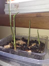 Ginger is an aromatic, spicy and delicious plant you can grow in your edible garden at home. Grow Ginger As A Houseplant 5 Steps Instructables