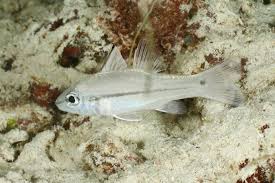 Image result for Enneapogon pretoriensis