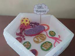Sel hewan dan sel tumbuhan dari plastisin. 77 Gambar Sel Hewan Dari Plastisin Dan Styrofoam Gratis Gambar Hewan