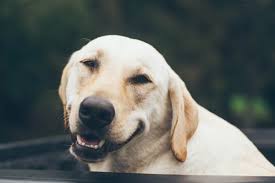 Ohio labrador retriever breeders in ohio. Labrador Breeders In Ontario Reviewed Breeder Review