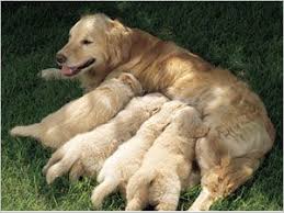 Epingle Sur Braque Weimar