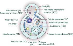 Yeast Cell Cell Wall Membrane Cell