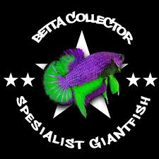 Sangat banyak sekali jenis ikan cupang yang berhasil di temukan. Betta Collector Giant Koi Galaxy Betta Fish Ikan Cupang Giant Galaxy Koi Facebook