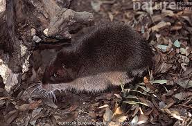 Image result for Scleria hispidula