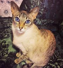 Balinese cats can also be mistaken for javanese cats. Javanese Cat Breed Information Pictures Characteristics Facts